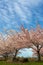 Cherry Blossom Trees in Suburban Residential Neighborhood