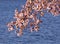 Cherry Blossom Trees by Tidal Basin