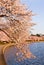 Cherry Blossom Trees by Tidal Basin