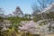 Cherry-blossom trees in Tsuruga castle park.