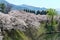 Cherry-blossom trees in Tsuruga castle park.