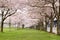 Cherry Blossom Trees in Waterfront Park