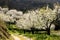 Cherry blossom trees and windy path