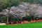 The cherry blossom tulip blooming together