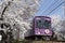 Cherry blossom tunnel, Keifuku line, Arashiyama, Kyoto. railway and pink train