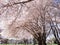 Cherry blossom in Vancouver. Gaigantic old cherry trees in full blossom with cute little houses in background.