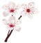 Cherry blossom vector
