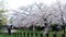 Cherry blossom in Wakayama Castle