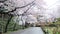 Cherry blossom in Wakayama Castle