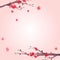 Cherry blossom watercolor illustration. Floral hand drawn background. Lunar new year in Asian countries: China, Vietnam, Korea the