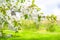 Cherry blossoming. Spring flowers over green nature background