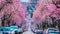 Cherry blossoming in the Vancouver city street