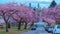 Cherry blossoming in the west Vancouver city street