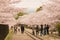Cherry blossoms along the Site of Keage Incline in Kyoto, Japan. Keage Incline is one of the best