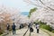 Cherry blossoms along the Site of Keage Incline in Kyoto, Japan. Keage Incline is one of the best