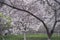 Cherry blossoms and ancient city wall