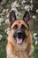 Cherry blossoms and apple trees. German Shepherd black and red color and blooming gardens. Portrait of domestic dog in luxurious