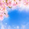 Cherry blossoms background