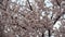 Cherry blossoms. Beautiful pink flowery fruit tree under a blue sky