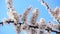 Cherry blossoms. Beautiful pink flowery fruit tree under a blue sky