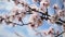 Cherry blossoms. Beautiful pink flowery fruit tree under a blue sky