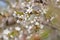 Cherry blossoms. Blooming cherry tree branch with white flowers. Flowering