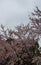 Cherry blossoms are blooming in a village in Kyoto