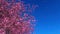 Cherry blossoms on blue sky background slow motion