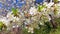 Cherry blossoms on a branch