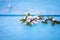 Cherry blossoms branch lying on a blue wooden surface