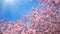 Cherry blossoms branches with blue sky