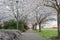 Cherry Blossoms Canopy Along Garden Path