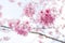 Cherry Blossoms in Cing Jing Taiwan