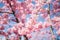 Cherry Blossoms in Cing Jing Taiwan