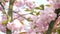 Cherry blossoms, delicate pink flowers, close-up.