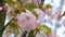 Cherry blossoms, delicate pink flowers, close-up slow motion