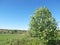 Cherry blossoms in the field. Russian nature. Spring background