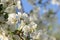 Cherry blossoms flowers on a blurred background with bokeh closeup, selective focus.