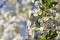 Cherry blossoms flowers on a blurred background with bokeh closeup, selective focus.