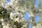 Cherry blossoms flowers on a blurred background with bokeh closeup, selective focus.