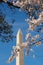 Cherry blossoms in front of the Washington Monument