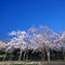 Cherry blossoms in full bloom with Triones or Big Dipper background in Tokyo early in the morning