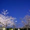 Cherry blossoms in full bloom with Triones or Big Dipper background in Tokyo early in the morning