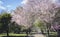 Cherry blossoms, Gardens of the city of Aranjuez, located in Spa