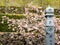 Cherry blossoms on the grounds of Konomineji, temple number 27 of Shikoku pilgrimage