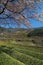 Cherry blossoms in Hadong-gun, Korea