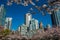 Cherry blossoms have come to Yaletown Vancouver.