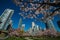 Cherry blossoms have come to Yaletown Vancouver.