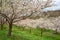 Cherry blossoms on a hillside