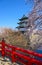 Cherry blossoms and Hirosaki Castle